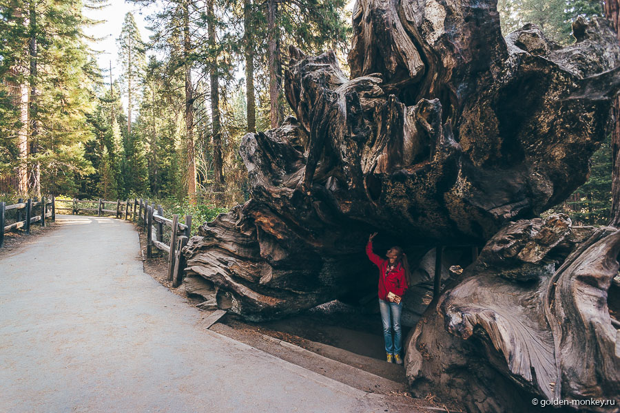Знакомство с Поверженным (или Падшим, кому как больше нравится) Монархом (Fallen Monarch). Как оказалось, корневая система у секвой совсем не развитая (даже не представляю, как в таком случае они держатся), поэтому все погибшие деревья чаще всего падают). Знакомство с Поверженным (или Падшим, кому как больше нравится) Монархом (Fallen Monarch). Как оказалось, корневая система у секвой совсем не развитая (даже не представляю, как в таком случае они держатся), поэтому все погибшие деревья чаще всего падают).