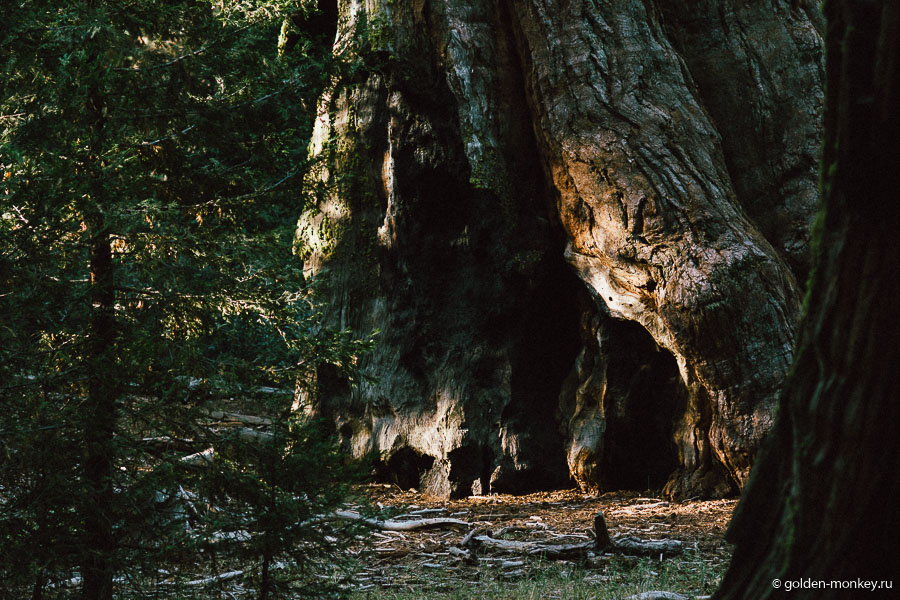 Фрагмен Генерала Гранта. Все равно целиком не влез бы в объектив )) Кстати, дерево названо в честь героя гражданской войны и восемнадцатого президента США Уилисса Гранта. А еще оно является «Рождественским деревом нации». Фрагмен Генерала Гранта. Все равно целиком не влез бы в объектив )) Кстати, дерево названо в честь героя гражданской войны и восемнадцатого президента США Уилисса Гранта. А еще оно является «Рождественским деревом нации».