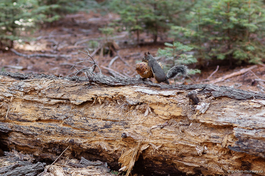 Зверушки – отдельная достопримечательность всех парков. Зверушки – отдельная достопримечательность всех парков.