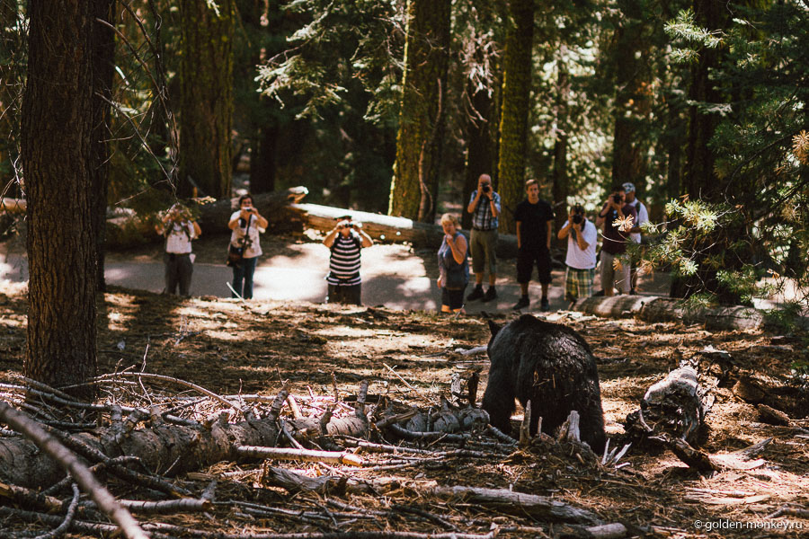 Тот самый косолапый, благодаря которому моя статья про то, как вести себя с медведями, стала особенно актуальной )) К слову, мишка совершенно не обращал внимания на фотографирующих его туристов и убежал в глубь леса только после того, как рейнджер прогнал его громкими криками. Тот самый косолапый, благодаря которому моя статья про то, как вести себя с медведями, стала особенно актуальной )) К слову, мишка совершенно не обращал внимания на фотографирующих его туристов и убежал в глубь леса только после того, как рейнджер прогнал его громкими криками.
