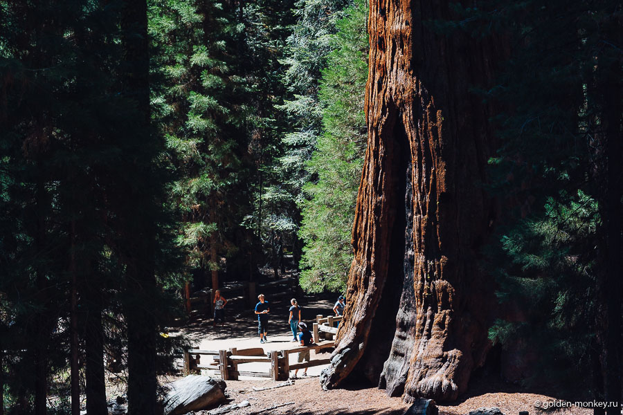 Необъятный красавчик Шерман! Дерево названо в честь генерала Гражданской войны Уильяма Шермана. Необъятный красавчик Шерман! Дерево названо в честь генерала Гражданской войны Уильяма Шермана.