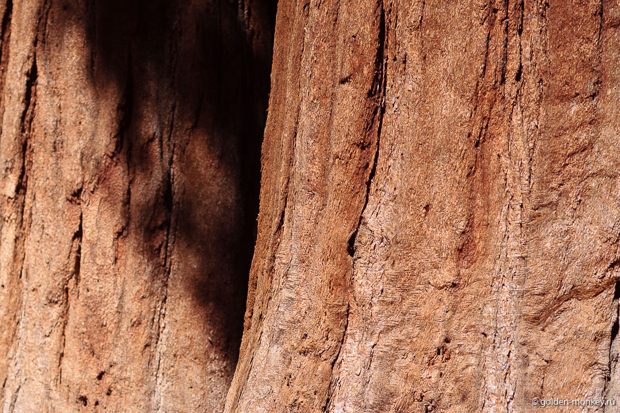 Как оказалось, секвойи невероятно сложно фотографировать, никак не удается передать их масштаб и мощь. Как оказалось, секвойи невероятно сложно фотографировать, никак не удается передать их масштаб и мощь.