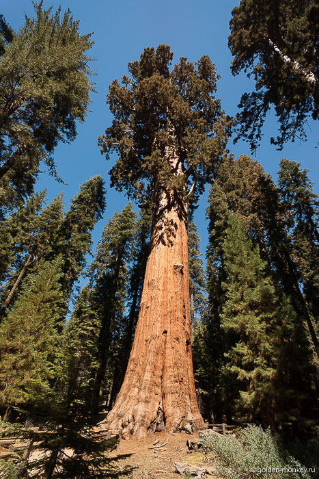 Вот разве по фотографии понятно, что это дерево более восьмидесяти метров в высоту? Вот разве по фотографии понятно, что это дерево более восьмидесяти метров в высоту?