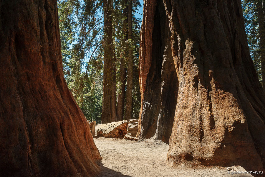 Сладкая парочка Tough Twins. Пощупав эти деревья, я внезапно обнаружила, что секвойи очень мягкие, почти пушистые и невероятно приятные на ощупь. Кора деревьев покрыта неким защитным слоем, благодаря которому они очень устойчивы к пожарам. Сладкая парочка Tough Twins. Пощупав эти деревья, я внезапно обнаружила, что секвойи очень мягкие, почти пушистые и невероятно приятные на ощупь. Кора деревьев покрыта неким защитным слоем, благодаря которому они очень устойчивы к пожарам.