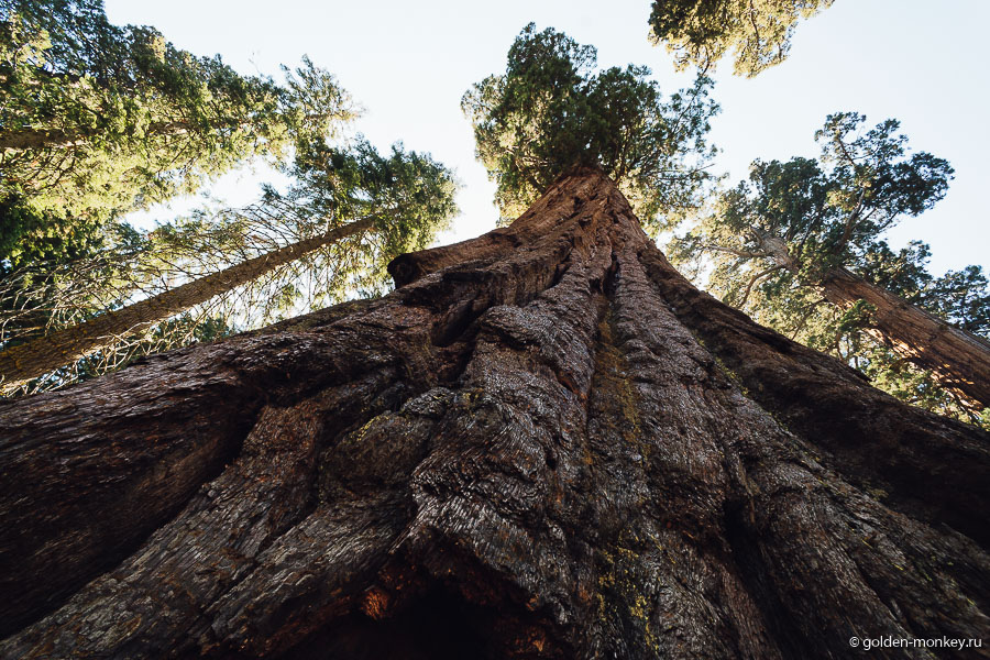 Ох, как бы еще подобраться к этой секвойе, чтобы она вся поместилась в кадр? Ох, как бы еще подобраться к этой секвойе, чтобы она вся поместилась в кадр?
