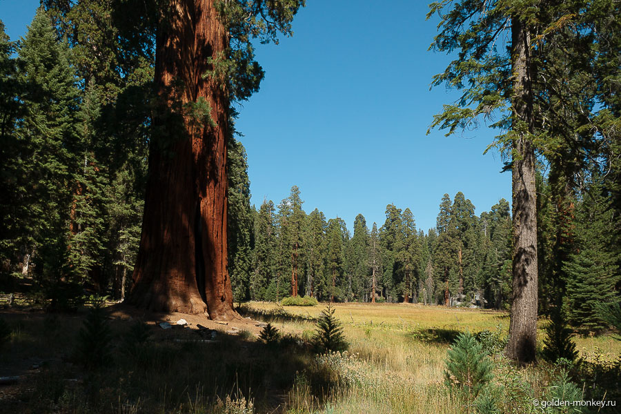 Round Meadow в окружении пышного леса. Round Meadow в окружении пышного леса.