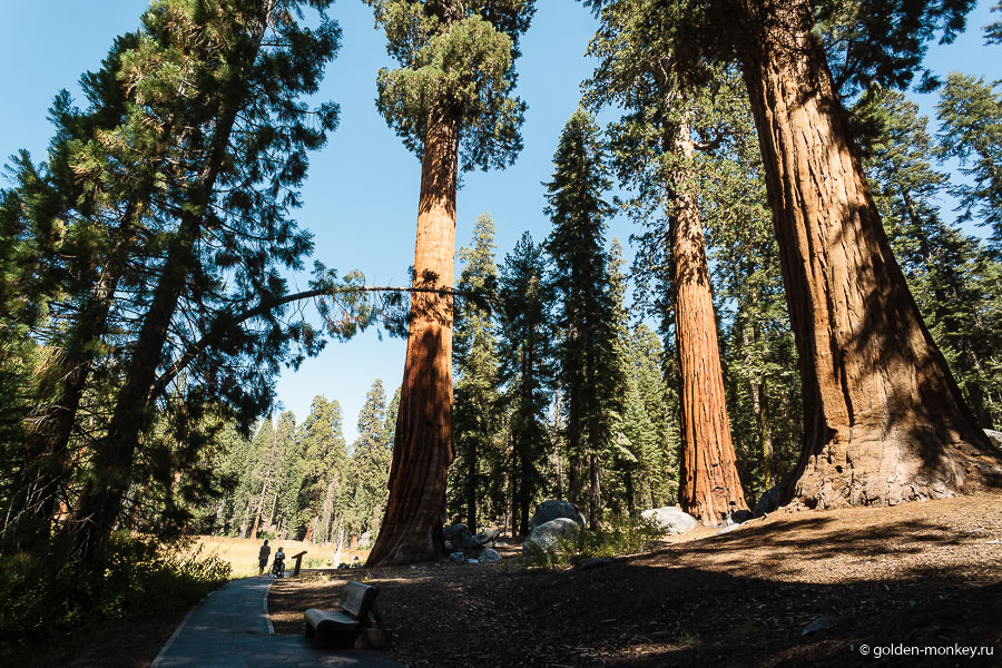 Только по фотографиям, на которых присутствуют люди, становится понятно, какие же эти красные деревья огромные! Только по фотографиям, на которых присутствуют люди, становится понятно, какие же эти красные деревья огромные!