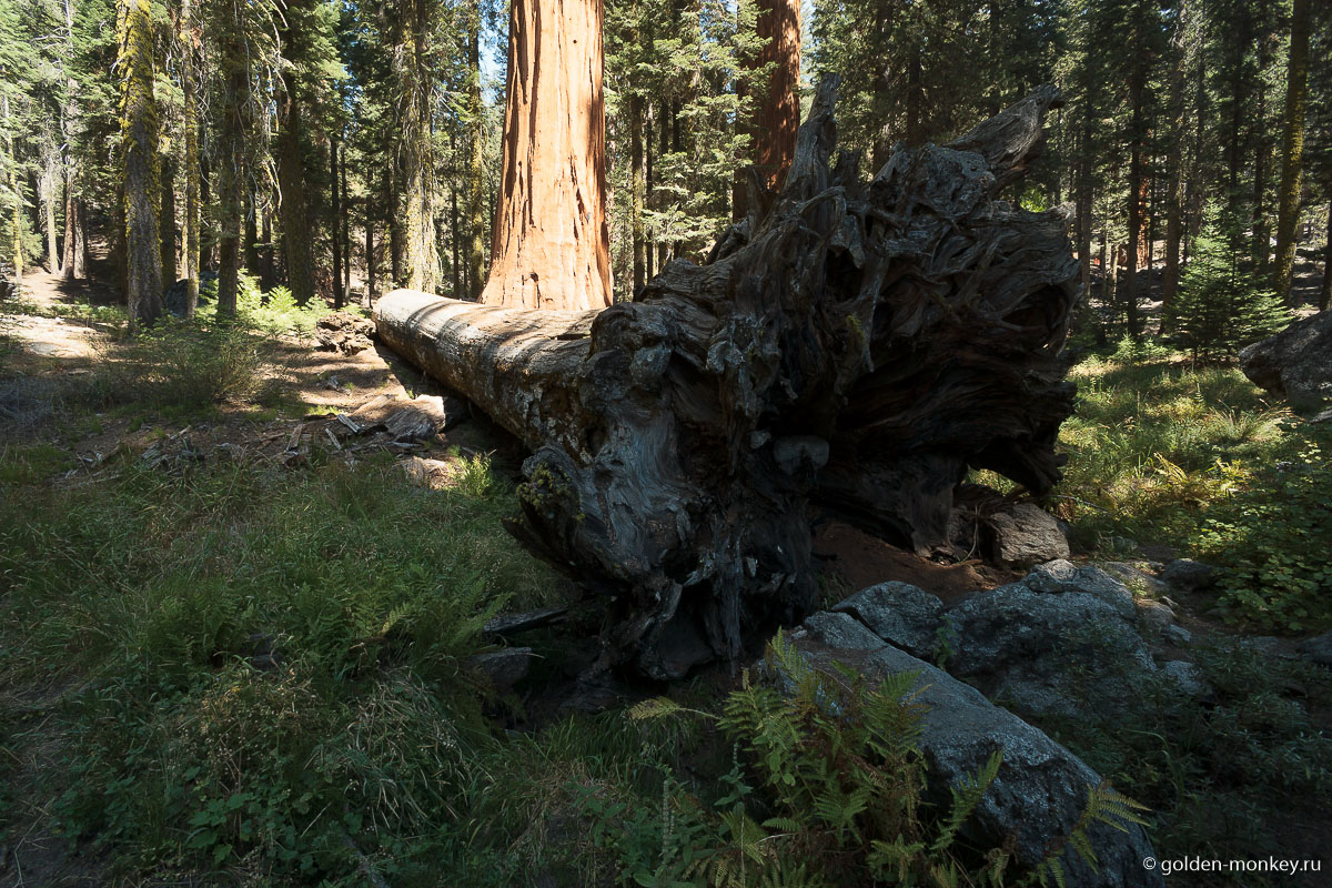 Корни у секвой тоже можные. Корни у секвой тоже можные.