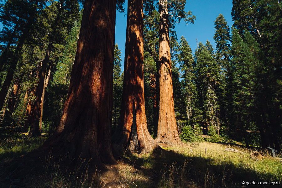 Три сестры )) Три сестры ))