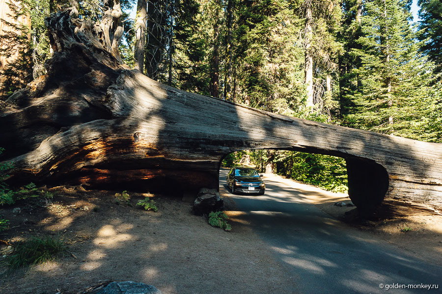 Tunnel Log (туннель в дереве), национальный парк Секвойя, США. Tunnel Log (туннель в дереве), национальный парк Секвойя, США.