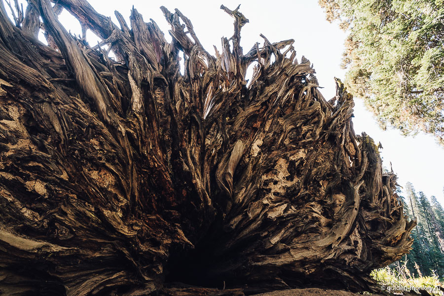 Лохматый корень гигантских размеров. Лохматый корень гигантских размеров.