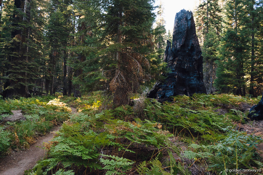 И все-таки, несмотря на всю свою неподатливость, секвои горят, и пожары в национальном парке совсем не такое редкое явление, как хотелось бы. И все-таки, несмотря на всю свою неподатливость, секвои горят, и пожары в национальном парке совсем не такое редкое явление, как хотелось бы.