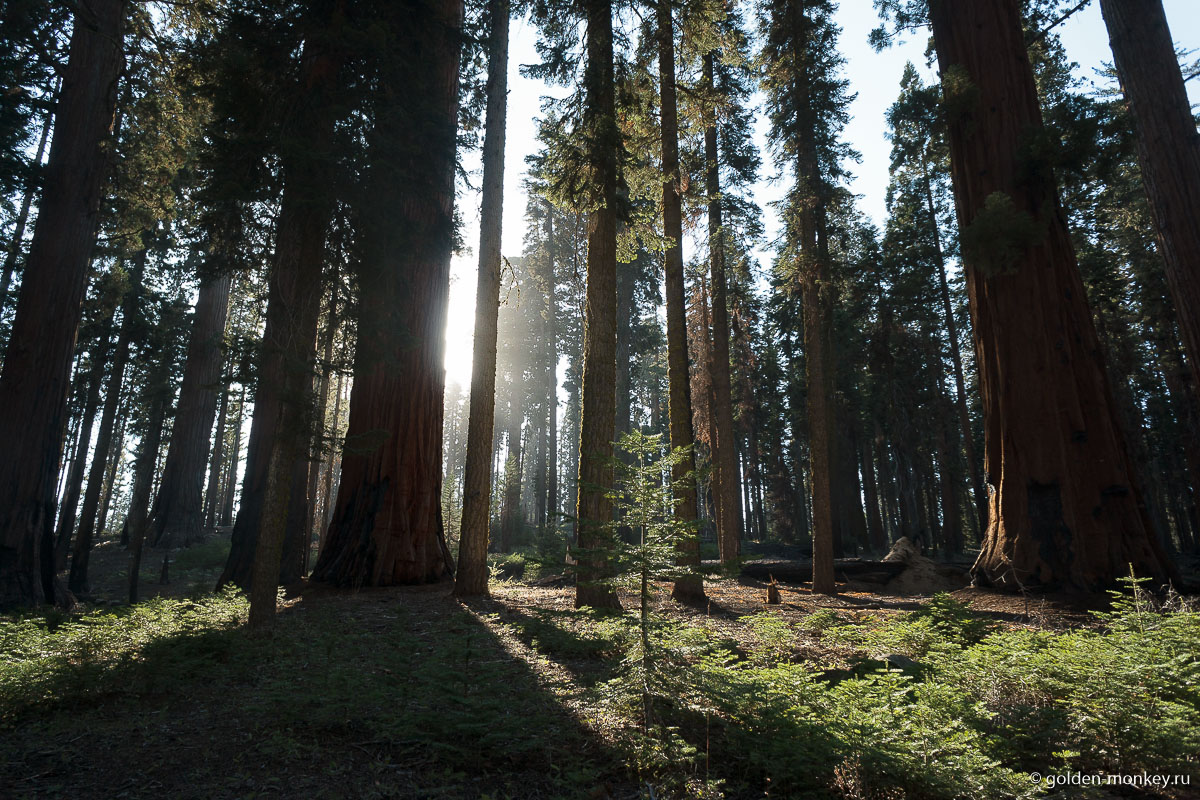 Луч света в темном царстве секвой. Луч света в темном царстве секвой.
