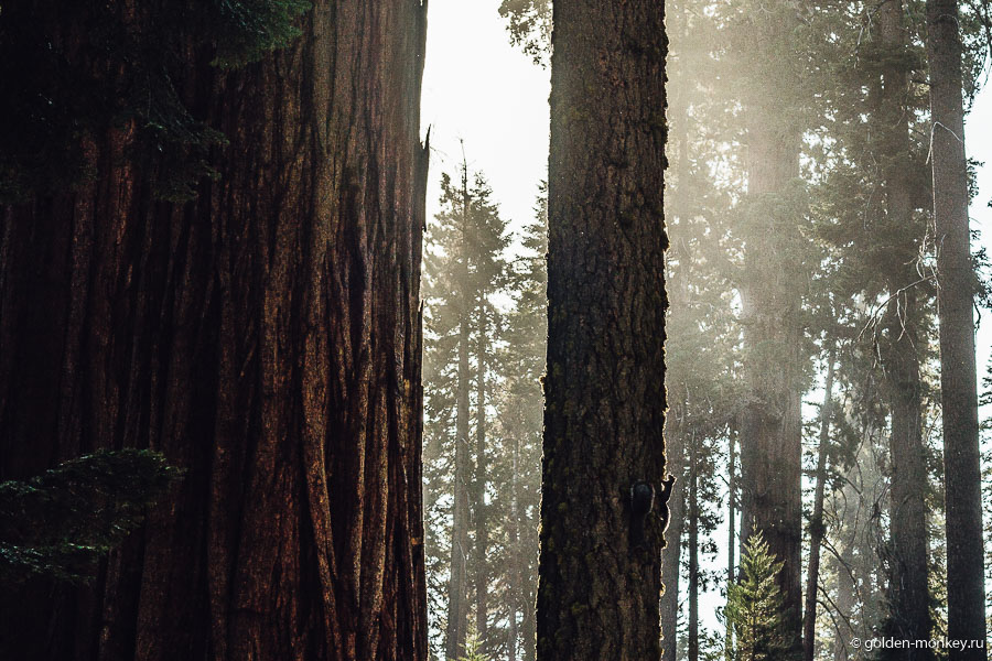 Игра света и тени. Игра света и тени.