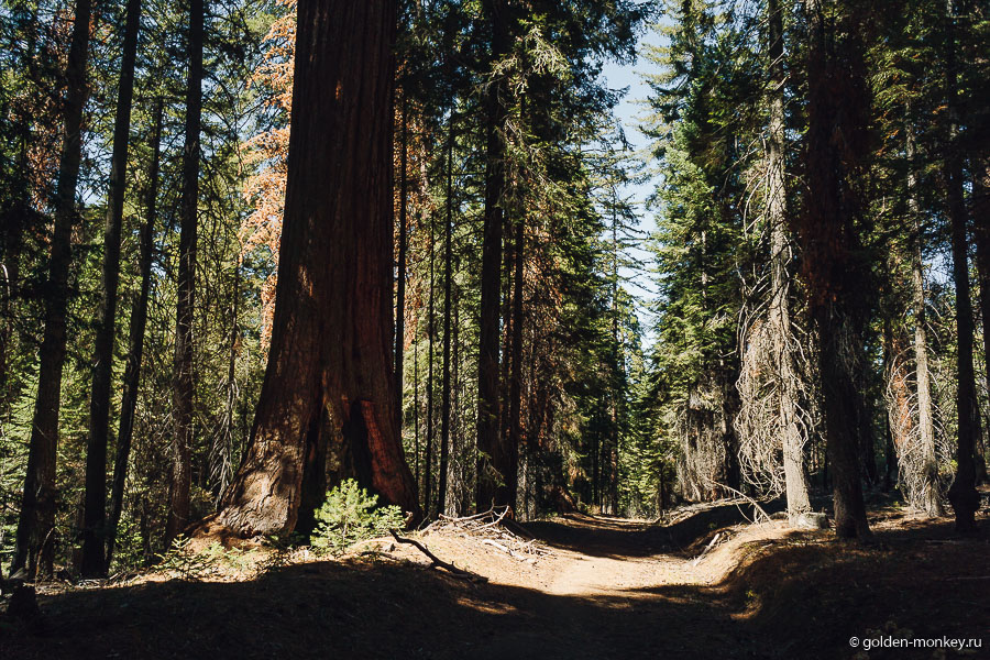 Наконец-тообычная грунтовая тропинка, мы уже успели соскучиться по таким, пока гуляли по асфальту. Наконец-тообычная грунтовая тропинка, мы уже успели соскучиться по таким, пока гуляли по асфальту.