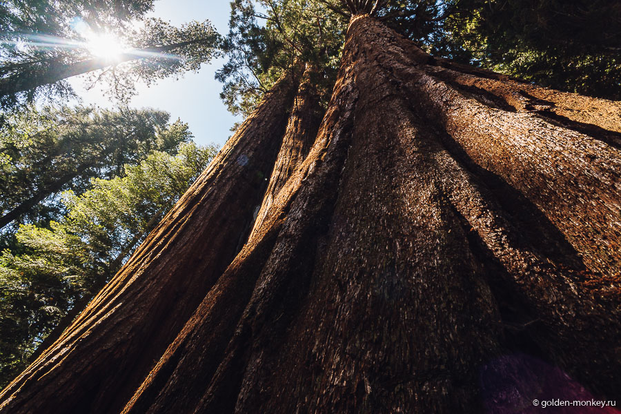 Андрюсикс продолжает оттачивать мастерство фотографирования секвой-гигантов. Андрюсикс продолжает оттачивать мастерство фотографирования секвой-гигантов.