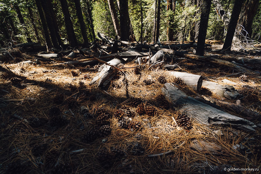 Кругом россыпи шишек всевозможных мастей. Гвоздь программы – сахарные шишки, дальше покажу, что это за зверь такой и почему они так называются. Кругом россыпи шишек всевозможных мастей. Гвоздь программы – сахарные шишки, дальше покажу, что это за зверь такой и почему они так называются.