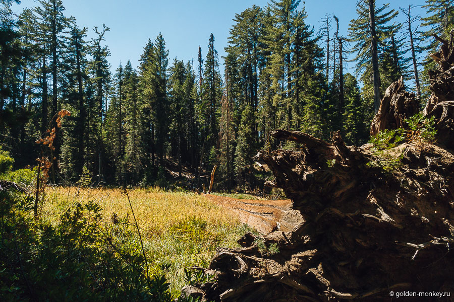 Огромная секвойя, упавшая на Lion Meadow. Мертвого Гиганта, который дал имя трейлу, мы почему-то не сняли. Кому любопытно, это просто поврежденное пожаром погибшее дерево, которое, несмотря на гибель, продолжает стоять, в то время как большинство, если помните, предпочитают падать. Огромная секвойя, упавшая на Lion Meadow. Мертвого Гиганта, который дал имя трейлу, мы почему-то не сняли. Кому любопытно, это просто поврежденное пожаром погибшее дерево, которое, несмотря на гибель, продолжает стоять, в то время как большинство, если помните, предпочитают падать.