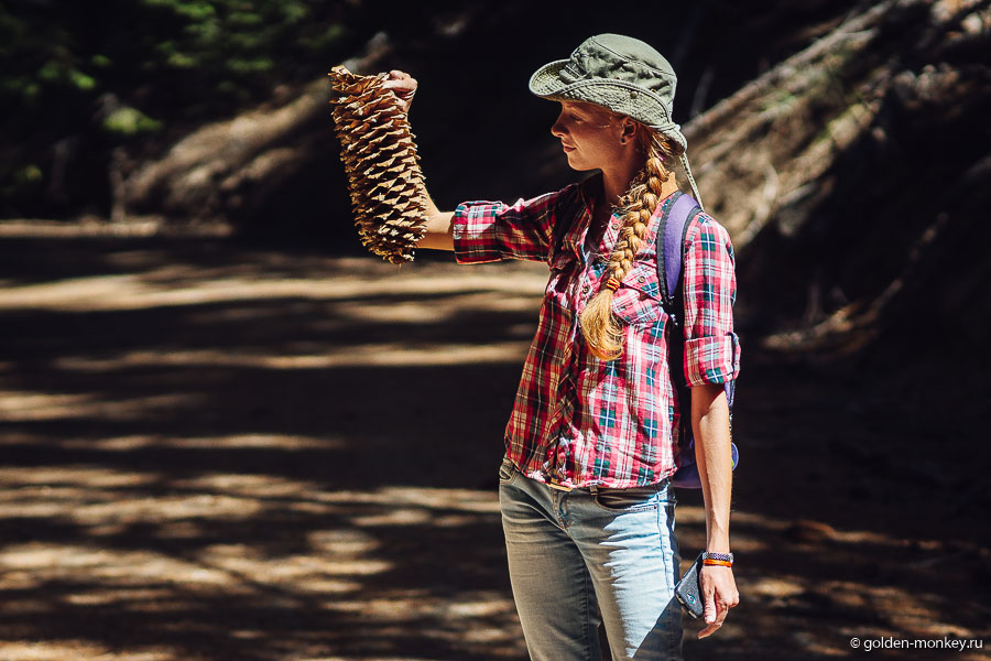 Сахарные шишки – моя любовь ))) Они мне понравились с первого взгляда! Большущие, блестящие и аппетитные. На этот раз лизать мы их не стали, потому как уже попробовали провернуть подобный фокус в парке Йосемити, после чего полдня ходили с устойчивым горьким хвойным послевкусием во рту )) Сахарные шишки – моя любовь ))) Они мне понравились с первого взгляда! Большущие, блестящие и аппетитные. На этот раз лизать мы их не стали, потому как уже попробовали провернуть подобный фокус в парке Йосемити, после чего полдня ходили с устойчивым горьким хвойным послевкусием во рту ))