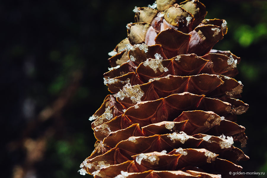 Действительно шишки, действительно сахарные! Растут они, как не сложно догадаться, на таких же сахарных соснах (Sugar pines). Действительно шишки, действительно сахарные! Растут они, как не сложно догадаться, на таких же сахарных соснах (Sugar pines).
