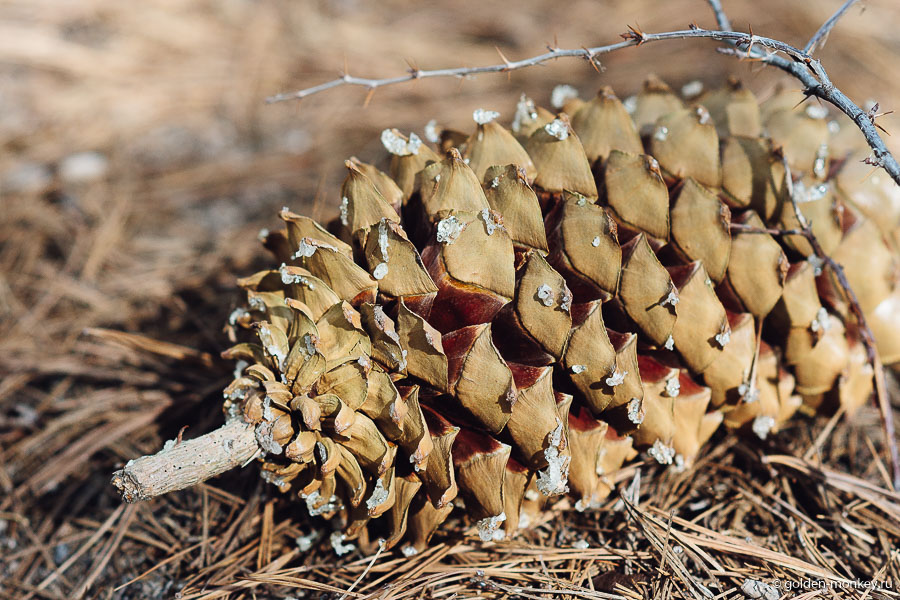 Как пройти мимо такой красавицы? Как пройти мимо такой красавицы?