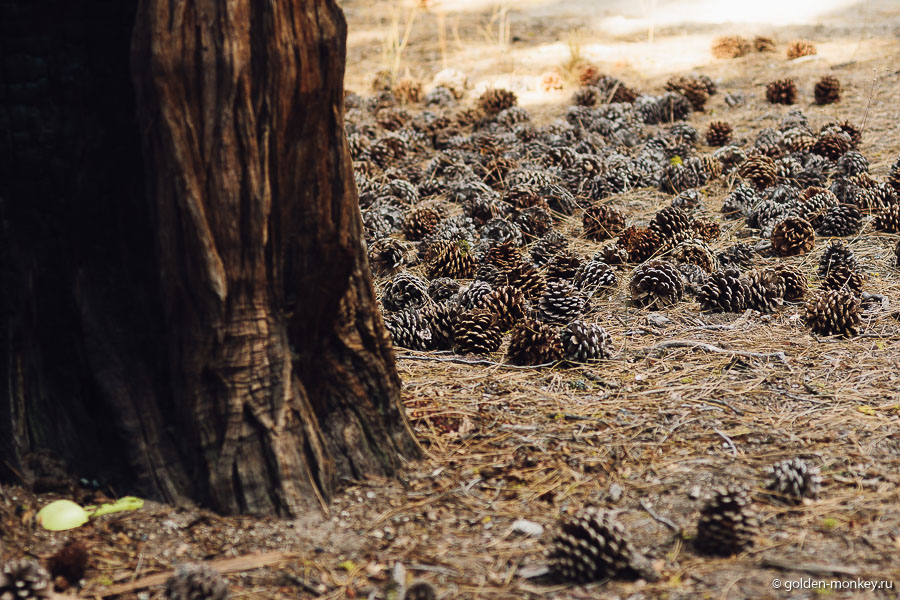 Как гласят правила парка, забирать шишки с собой нельзя, ведь это и еда для кого-то, и семена для новых деревьев. Однако, мы не удержались и одну шишечку все-таки стащили, больно уж они хороши. Получилось, что она стала лучшим и практически единственным сувениром из США. Как гласят правила парка, забирать шишки с собой нельзя, ведь это и еда для кого-то, и семена для новых деревьев. Однако, мы не удержались и одну шишечку все-таки стащили, больно уж они хороши. Получилось, что она стала лучшим и практически единственным сувениром из США.