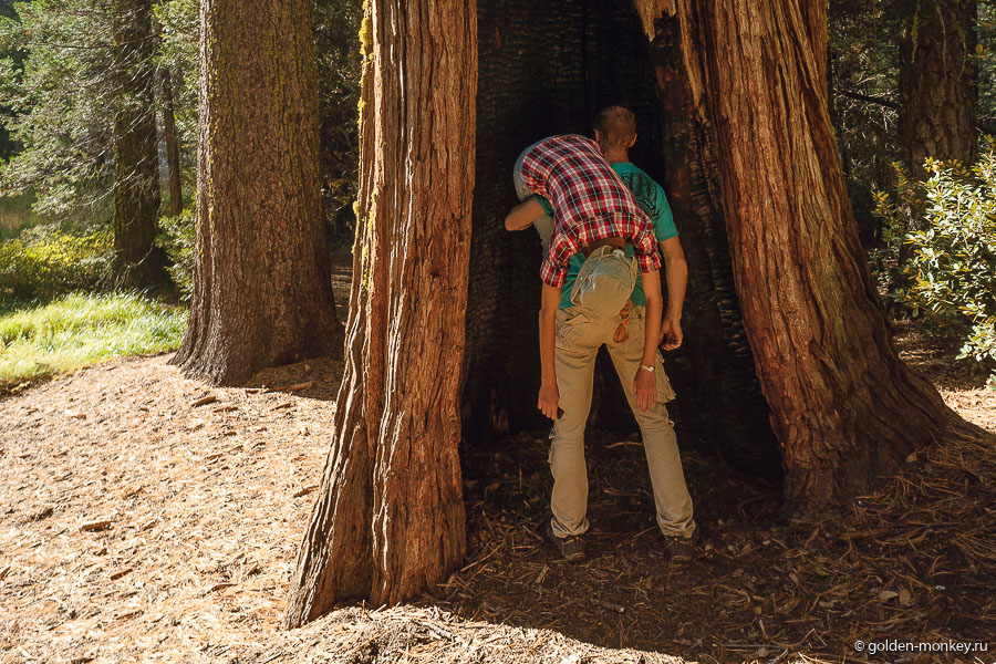 Шеболдасик и Андрюсикс в парке Секвойя, Калифорния, США Шеболдасик и Андрюсикс в парке Секвойя, Калифорния, США
