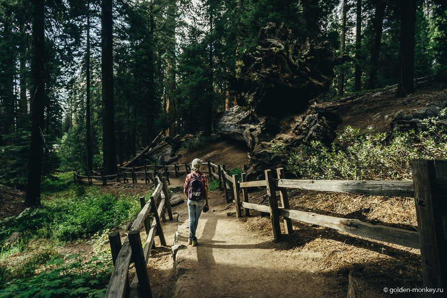 Шеболдасик в стране чудес. Шеболдасик в стране чудес.