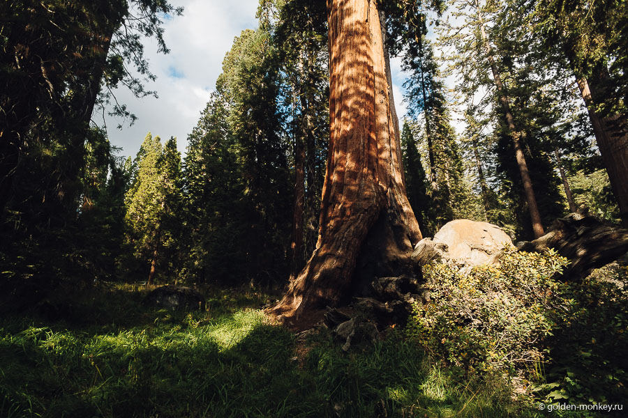 Секвой в этом трейле немного, но все-таки они встречаются, выделяясь яркими рыжими пятнами на фоне сочной зелени. Секвой в этом трейле немного, но все-таки они встречаются, выделяясь яркими рыжими пятнами на фоне сочной зелени.