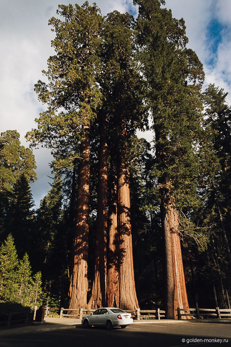 Огромные секвойи парка Кингз-Каньон, США Огромные секвойи парка Кингз-Каньон, США