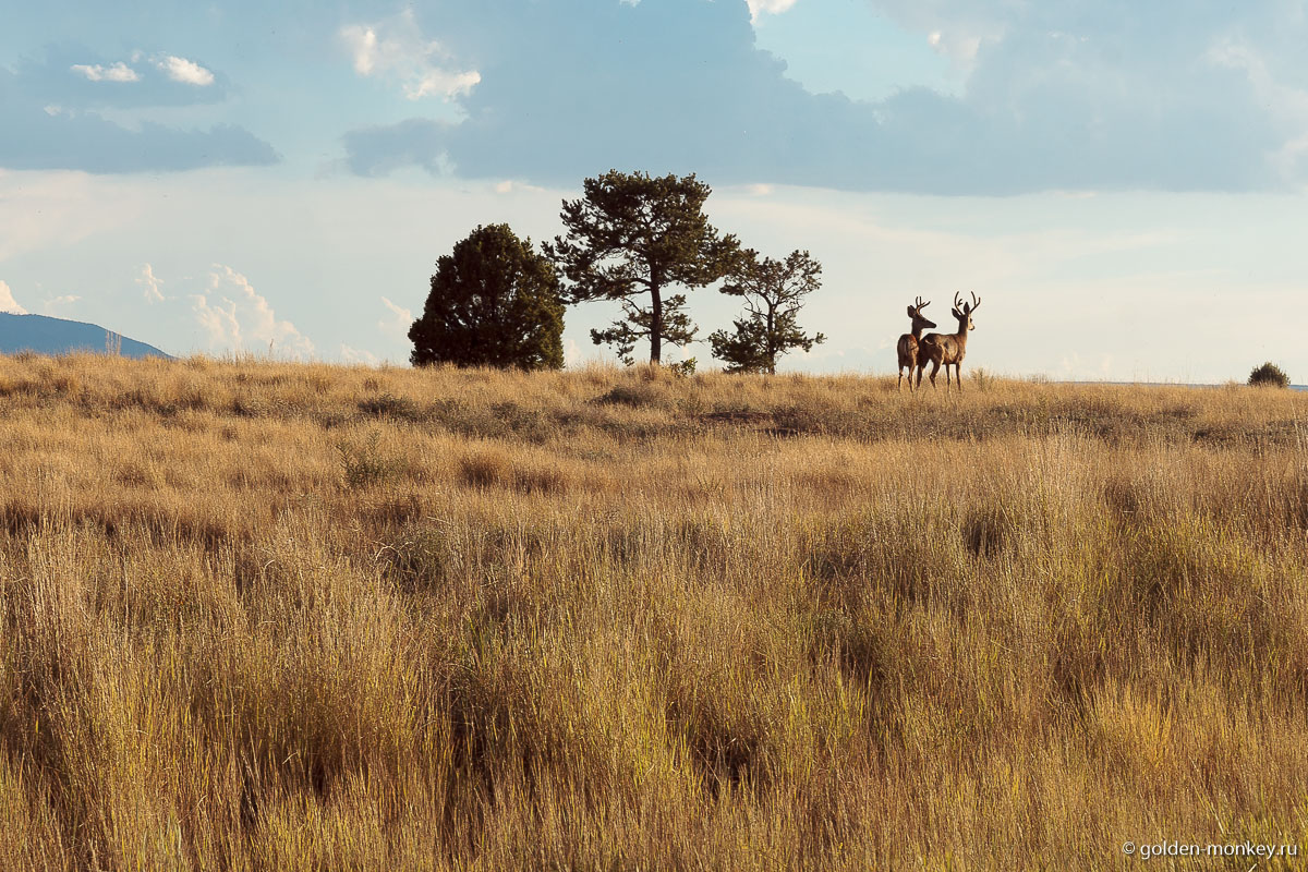 Дикие олени Дикие олени