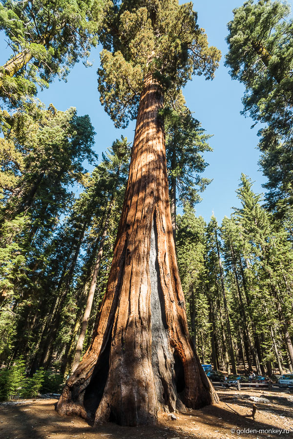 Гигантская секвойя в Марипоса-Гроув Гигантская секвойя в Марипоса-Гроув