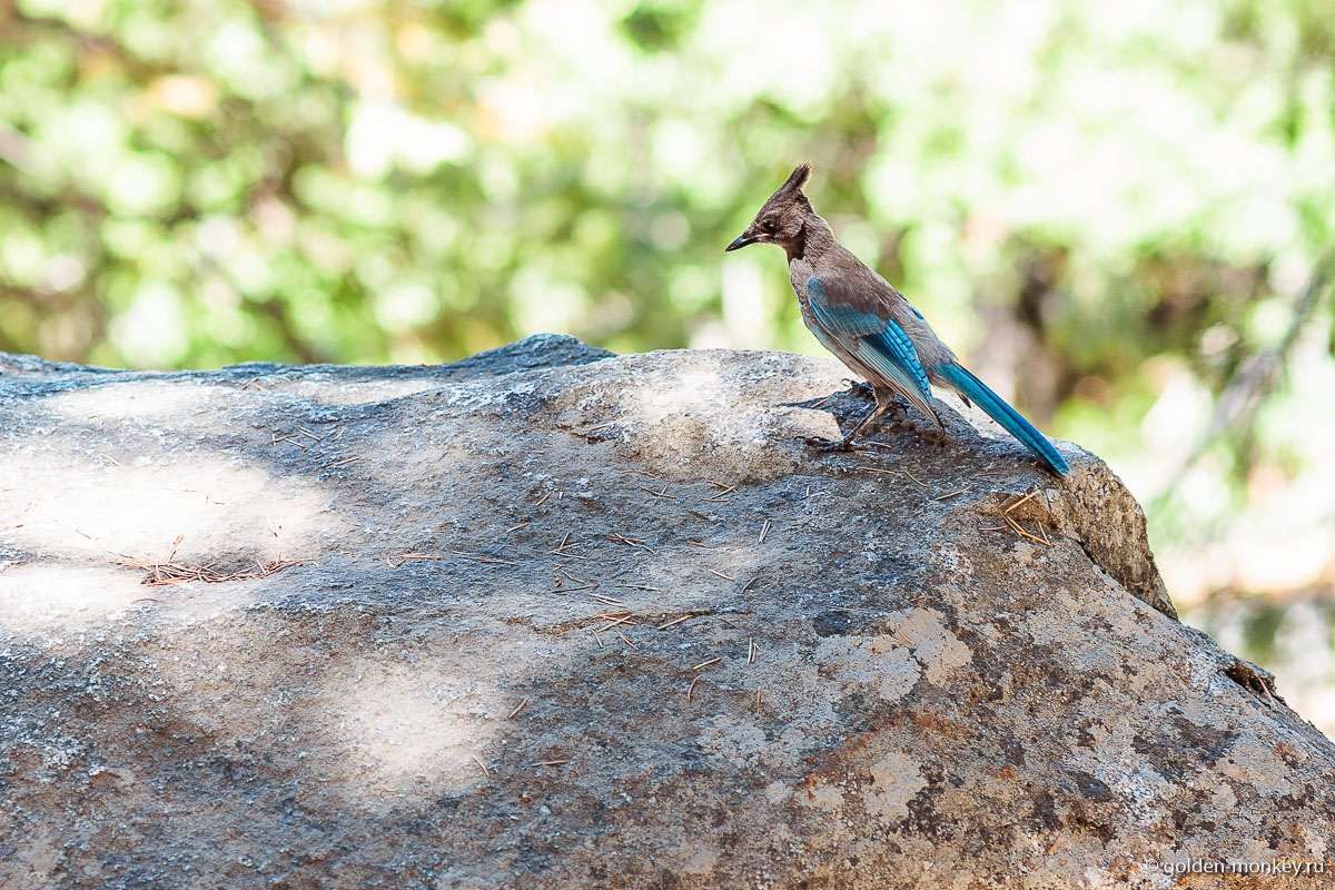 Один из многочисленных жителей Долины Йосемити Один из многочисленных жителей Долины Йосемити