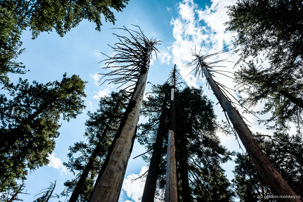 Сгоревшие деревья. Пожары в парках не редкость. Но если раньше их усиленно тушили, то сейчас частенько дают закончиться самим, так как естественное прореживание деревьев бывает полезным. Сгоревшие деревья. Пожары в парках не редкость. Но если раньше их усиленно тушили, то сейчас частенько дают закончиться самим, так как естественное прореживание деревьев бывает полезным.