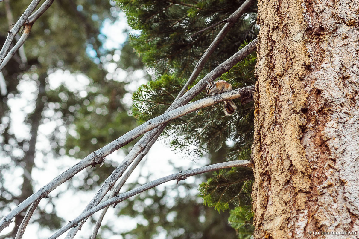 Еще один трудноуловимый житель Йосемити Еще один трудноуловимый житель Йосемити