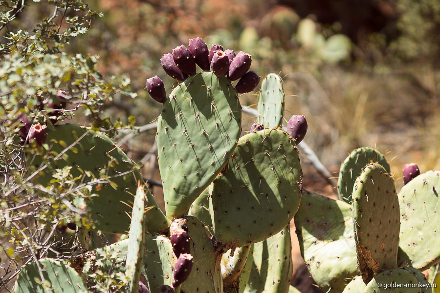 Кактусы нопаль и их плоды, которые в Мексике называются «туна». Между прочим, съедобные, вот только рвать не рекомендую, потому что они все в мелких колючках, которые насмерть впиваются в руки и сложно поддаются выковыриванию. Кактусы нопаль и их плоды, которые в Мексике называются «туна». Между прочим, съедобные, вот только рвать не рекомендую, потому что они все в мелких колючках, которые насмерть впиваются в руки и сложно поддаются выковыриванию.