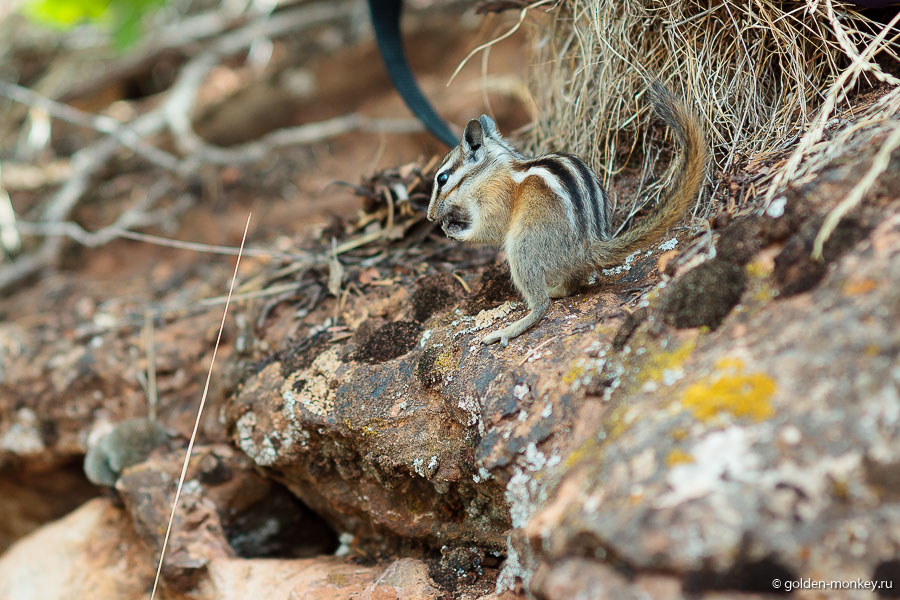 На вершине познакомились с наглыми бурундуками, когда присели пообедать в сторонке. Кормить их нельзя, дикие звери все-таки, но они, кажется, этого не осознают )) Отправляющимся в этот трейл советую тоже взять с собой что-нибудь перекусить, идти долго, наверняка успеете проголодаться, а наверху так много уютных местечек в тени деревьев. На вершине познакомились с наглыми бурундуками, когда присели пообедать в сторонке. Кормить их нельзя, дикие звери все-таки, но они, кажется, этого не осознают )) Отправляющимся в этот трейл советую тоже взять с собой что-нибудь перекусить, идти долго, наверняка успеете проголодаться, а наверху так много уютных местечек в тени деревьев.