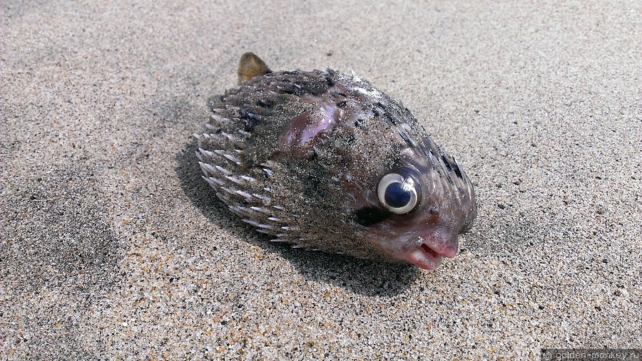 Рыбешка из Южно-Китайского моря Рыбешка из Южно-Китайского моря