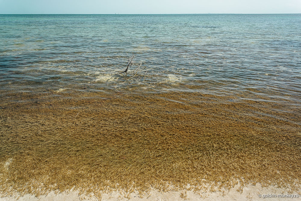Канкун, водоросли на пляже Хувентуд